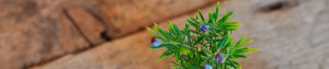 blue berry plant close up